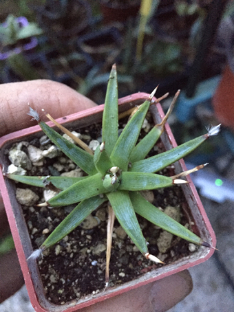 Agave albopilosa