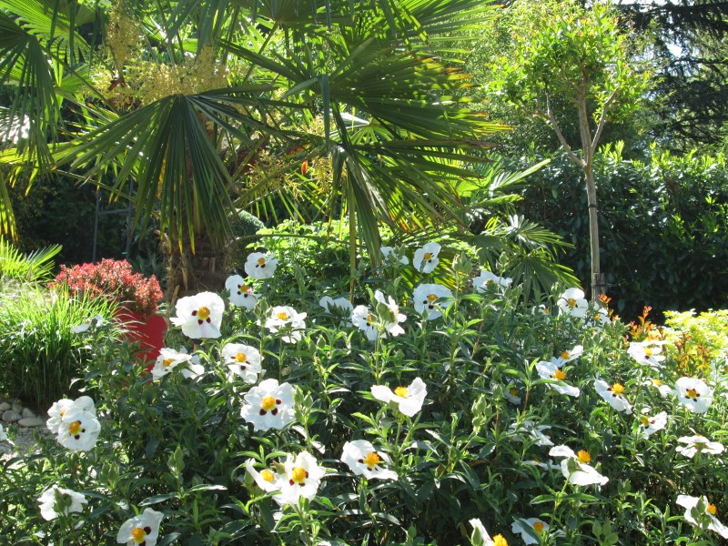 JARDIN MAI 2015 042 (800x600).jpg