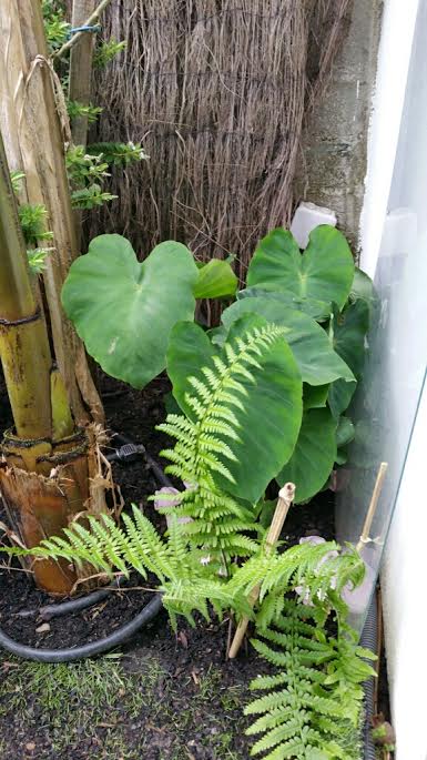 Colocasias  17052015.jpg