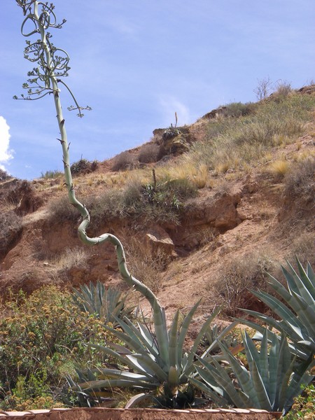 728 Perou 2008 2211 Salinas Maras 3300m Agave cordillerensis fl bis.jpg