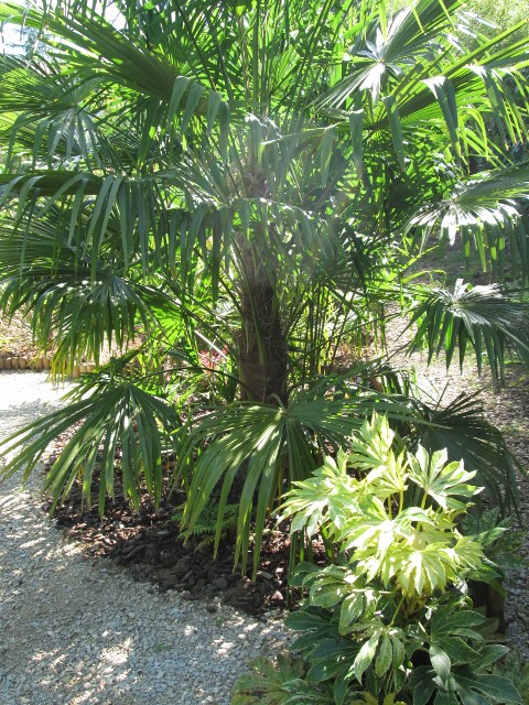JARDIN MAI 2015 049 (480x640).jpg