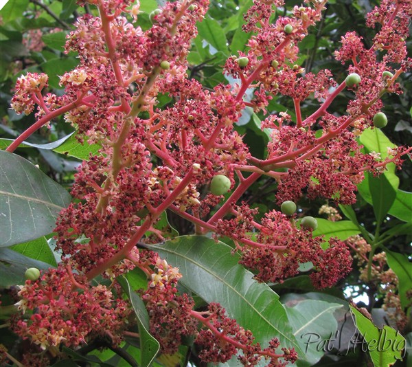 Une inflorescence du manguier Julie avec des minuscules mangues naissantes.jpg