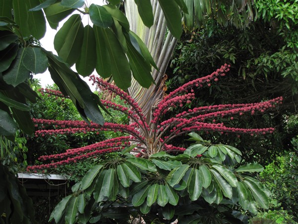 L'inflorescence de l'arbre pieuvre va bientôt s'ouvrir aux abeilles et aux oiseaux! 2.jpg