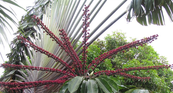 L'inflorescence de l'arbre pieuvre va bientôt s'ouvrir aux abeilles et aux oiseaux! 1.jpg