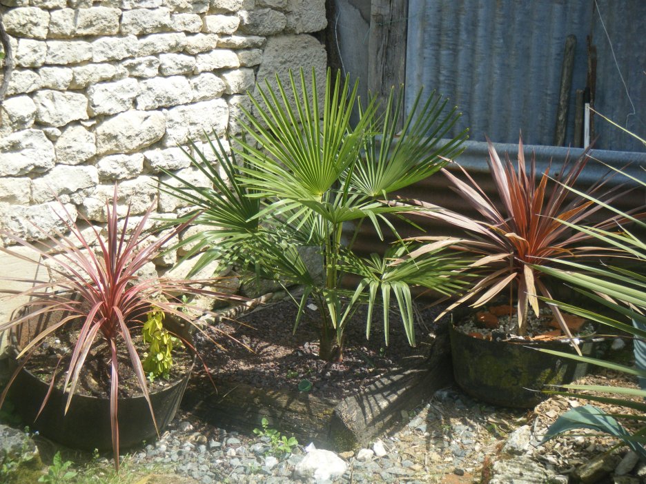 DSCF2486.JPG