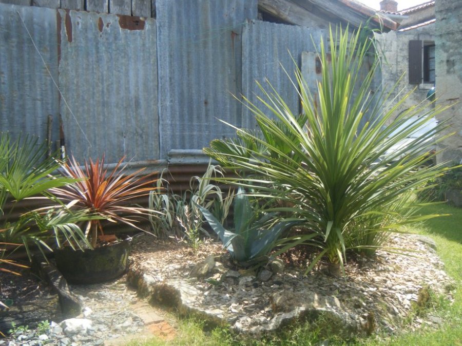 DSCF2490.JPG