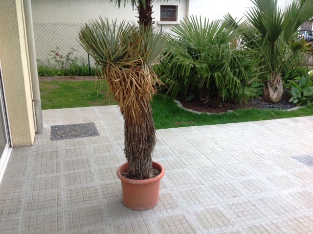 yucca thompsoniana.jpg