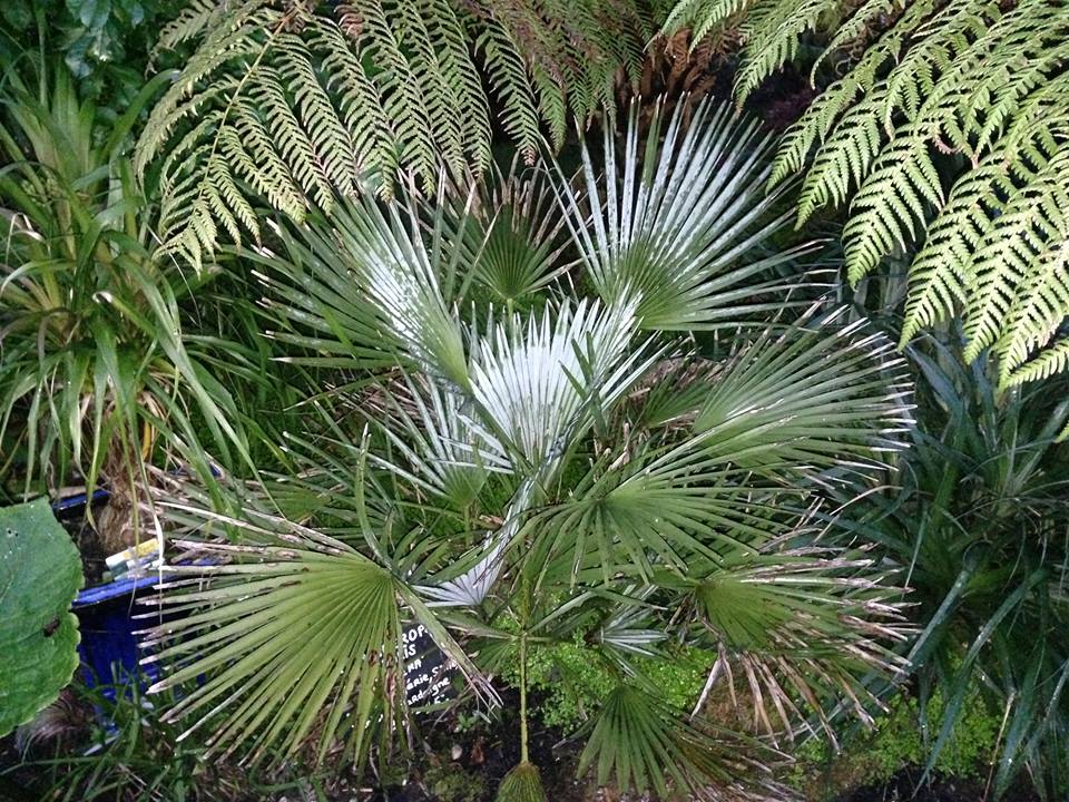 Chamareophs Humilis Cerifera à l'ombre d'une trop grande Dicksonia Antartica