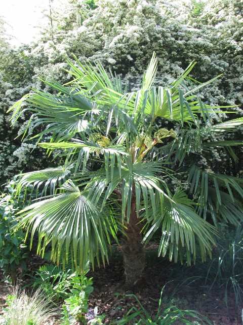 JARDIN MAI 2015 070 (480x640).jpg
