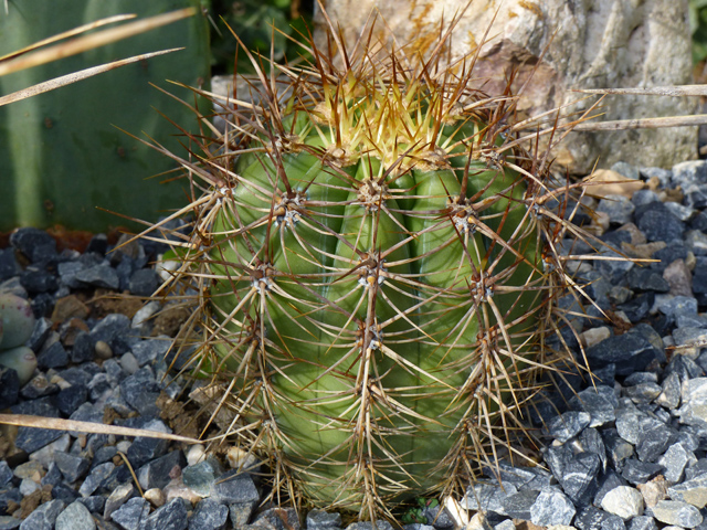 P1030702fh.jpg