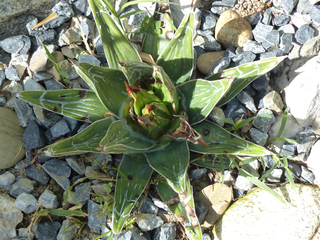 P1030701fh.jpg