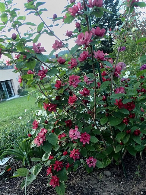 sinocalycanthus  hartlage wine (1).JPG
