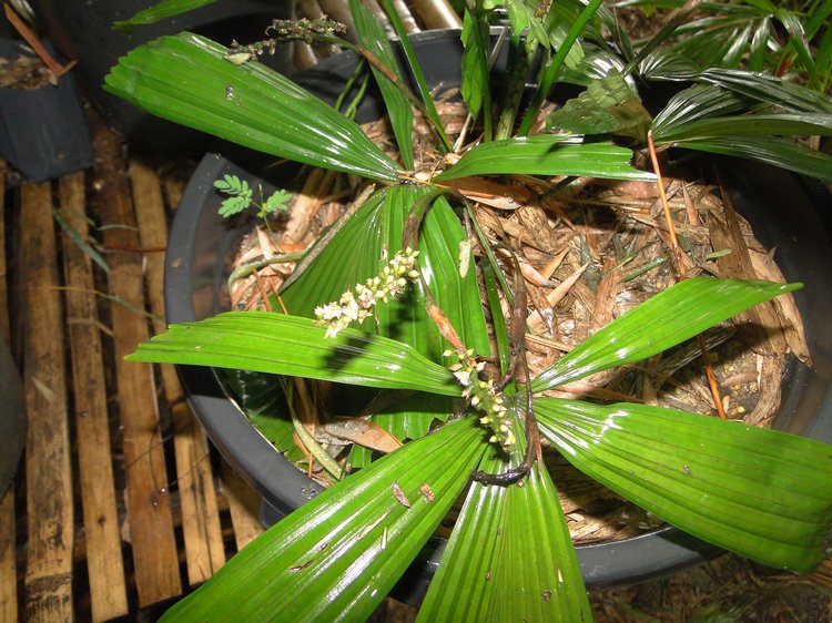 licuala_02.jpg