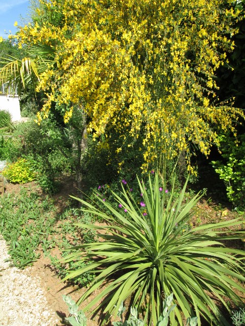 JARDIN MAI 2015 009 (480x640).jpg