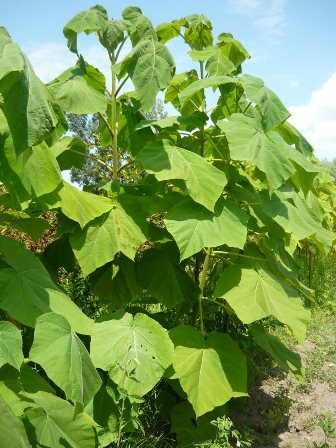 Paulownia_tomentosa.jpg