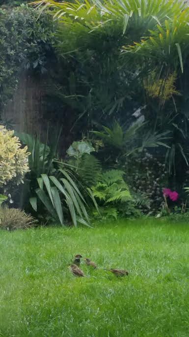Oiseaux 31052015 2.jpg