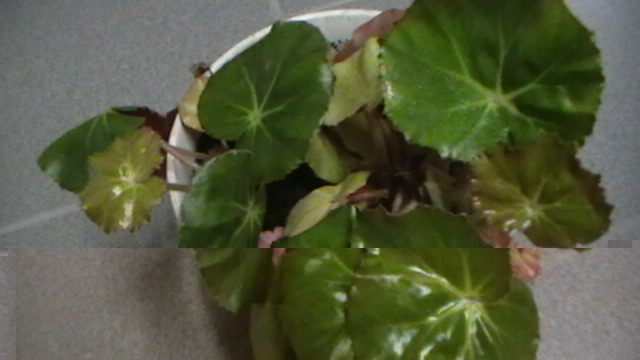 plante2