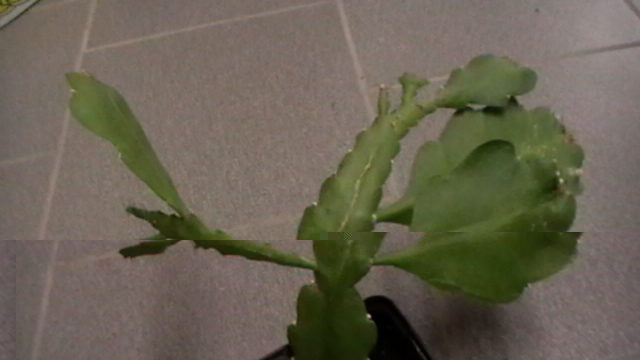 plante1