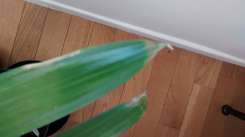 Pointe sèche (Palmier)