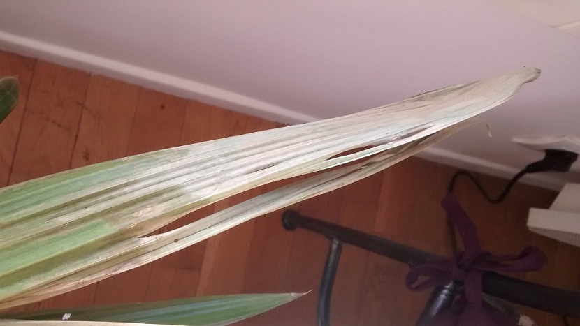 Feuille sèche (Palmier)