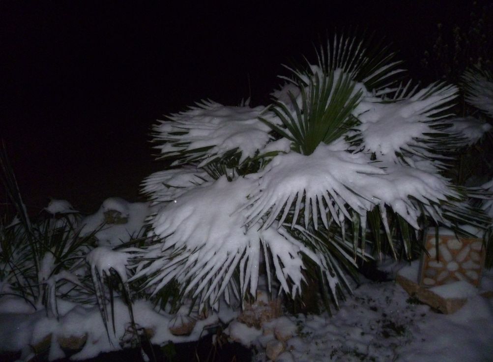 novembre 2010.jpg