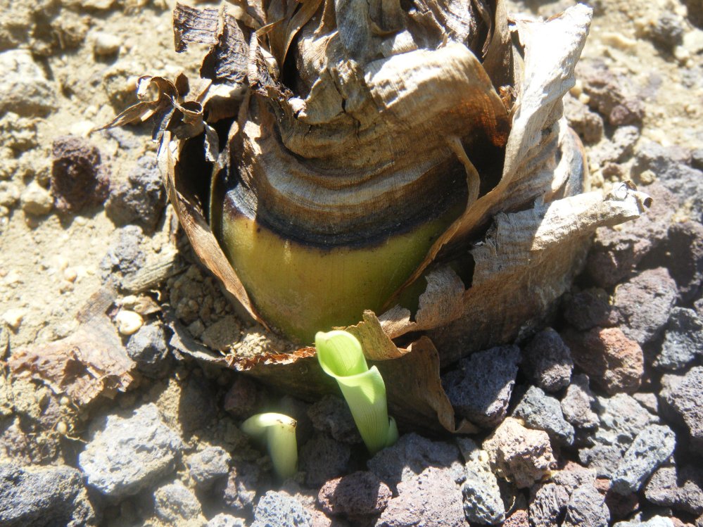 Lotus d'or