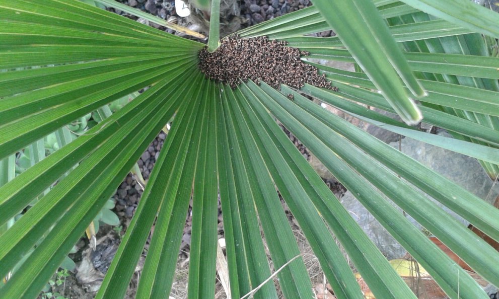 Feuilles de trachycarpus fortuneî