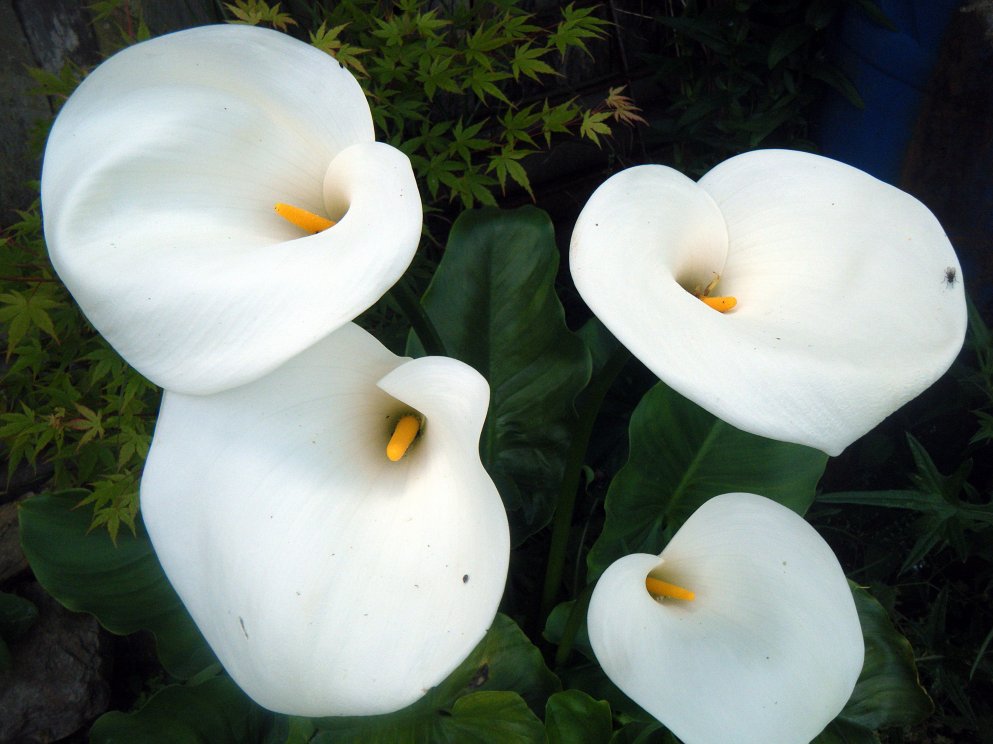 DSCF2753.JPG