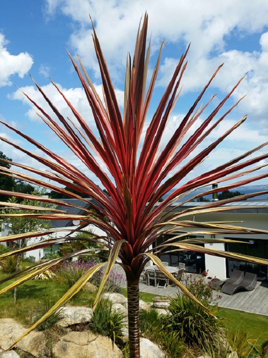 cordyline.jpg