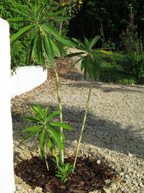jardin mai 2015 029 (480x640).jpg