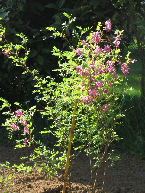 jardin mai 2015 009 (480x640).jpg