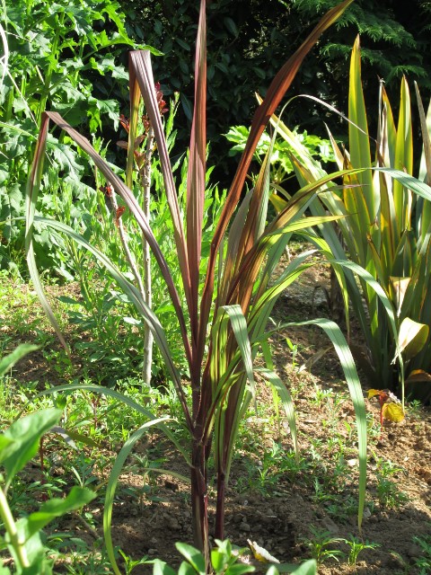 jardin mai 2015 011 (480x640).jpg