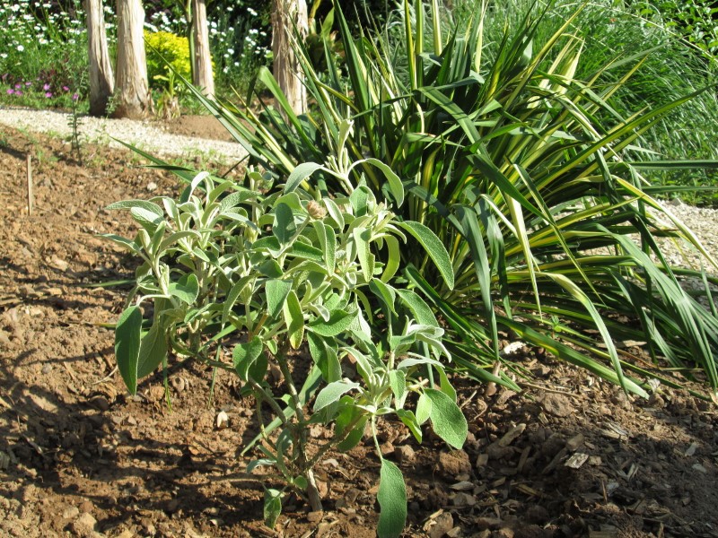 jardin mai 2015 010 (800x600).jpg