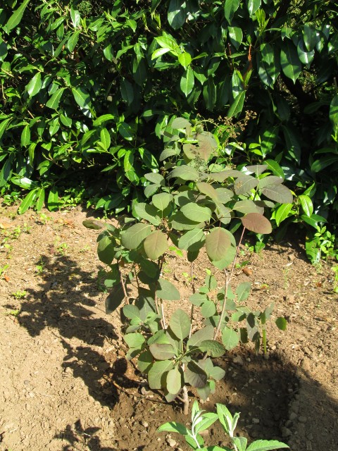 jardin mai 2015 012 (480x640).jpg
