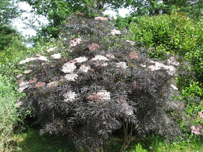 jardin mai 2015 035 (800x600).jpg