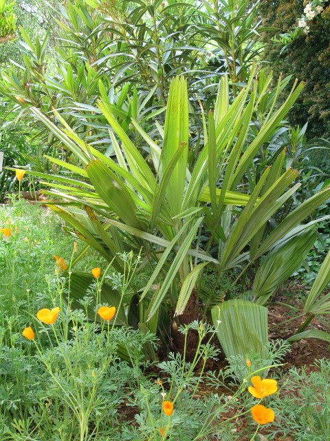 jardin mai 2015 047 (480x640).jpg