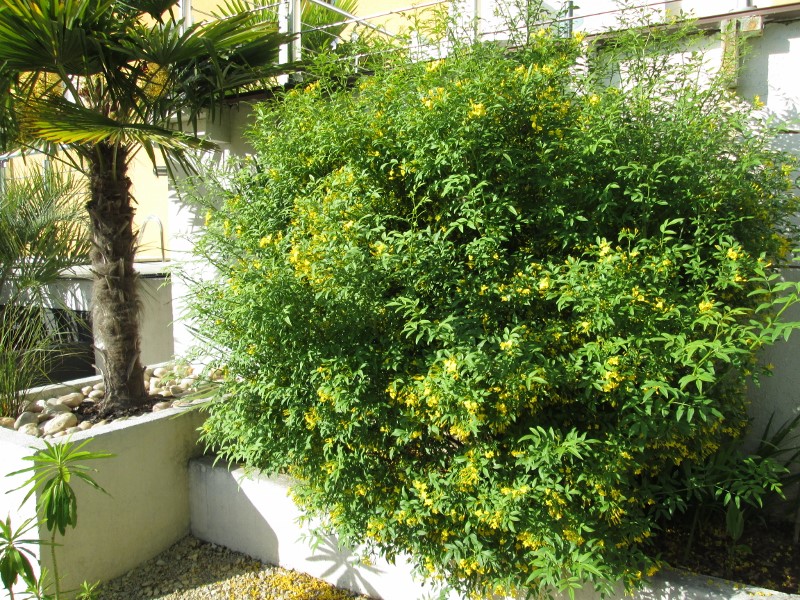 jardin mai 2015 089 (800x600).jpg