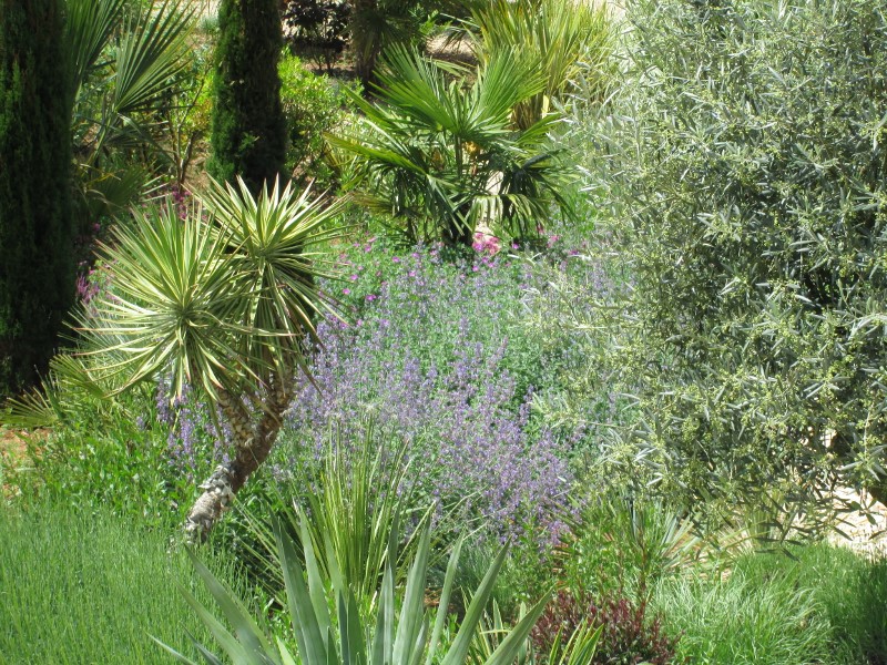 jardin mai 2015 007 (800x600).jpg