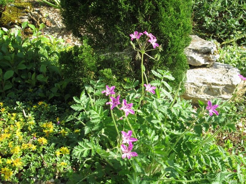jardin mai 2015 014 (800x600).jpg