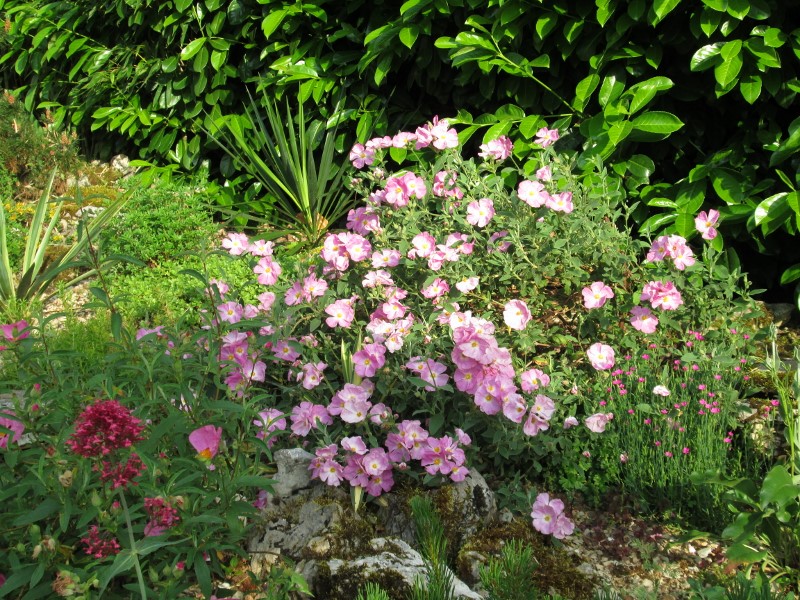 jardin mai 2015 071 (800x600).jpg
