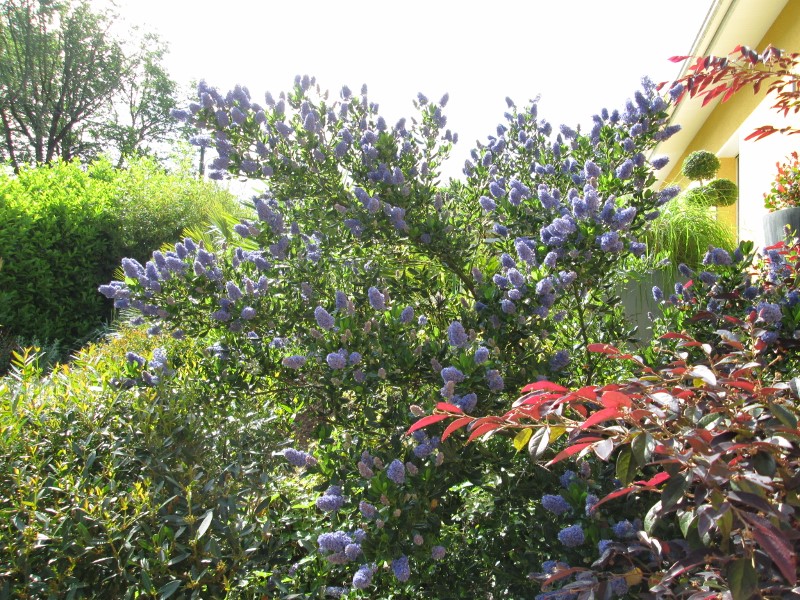 jardin mai 2015 032 (800x600).jpg