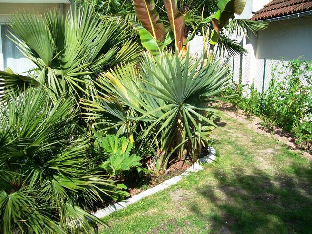 sabal 20154.jpg