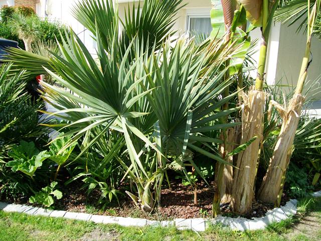 sabal 20153.jpg
