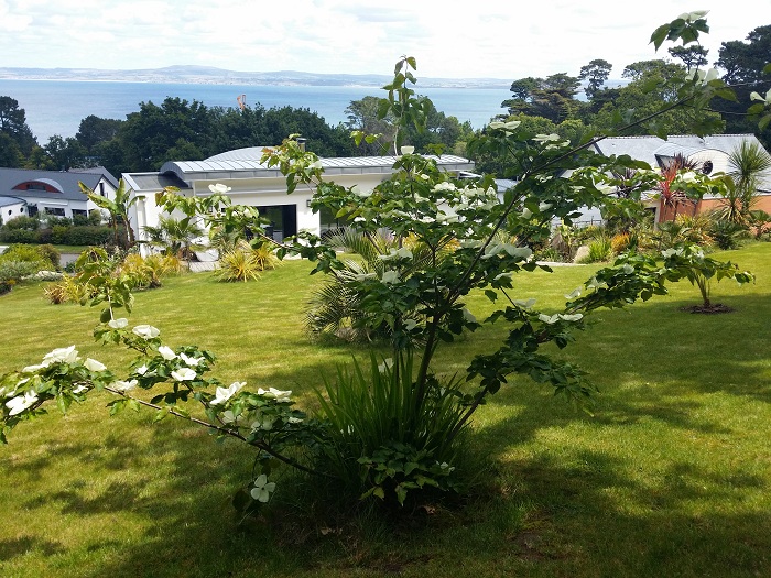 cornus.jpg