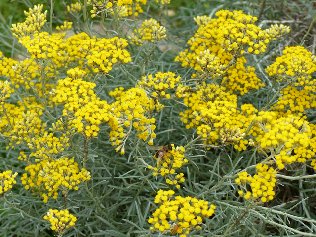 P1030946fh.jpg
