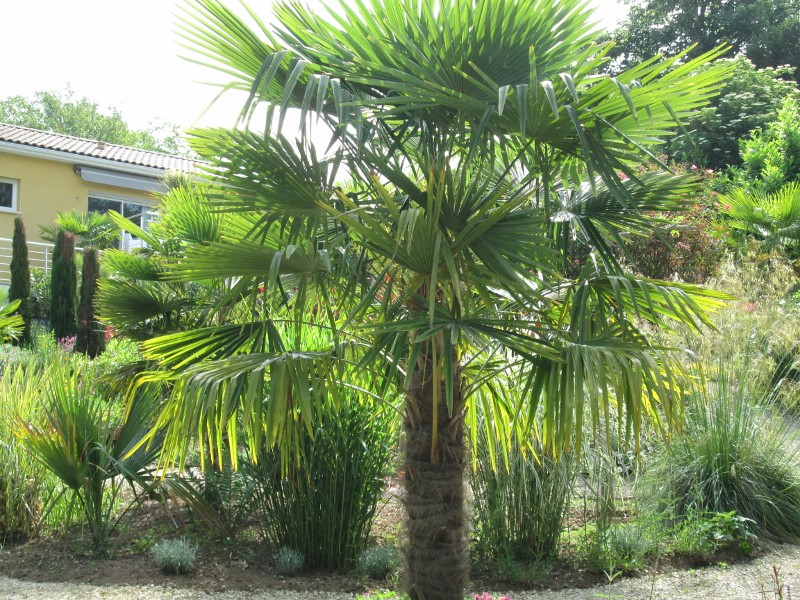 jardin mai 2015 037 (800x600).jpg
