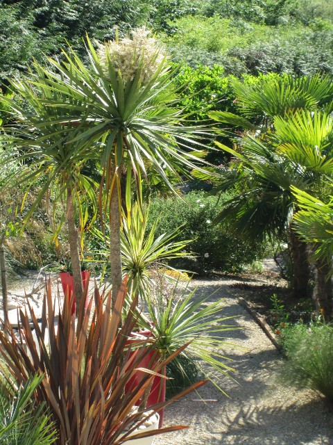 jardin mai 2015 067 (480x640).jpg
