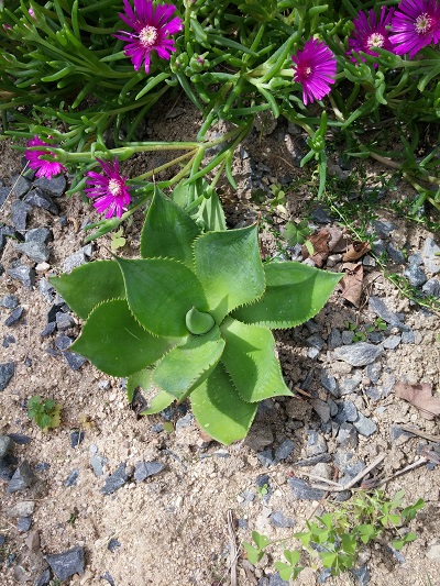 agave Celsii