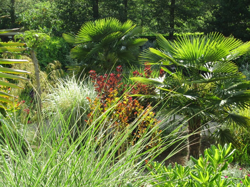 jardin mai 2015 087 (800x600).jpg