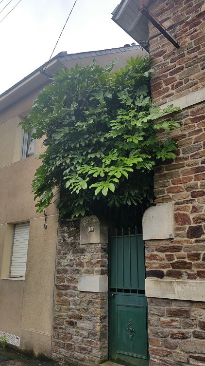 Fatsia nantes juin 2015.jpg